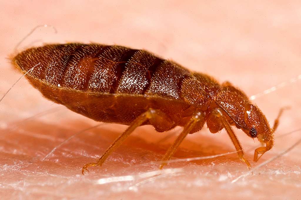 Ticks vs. Bed Bugs