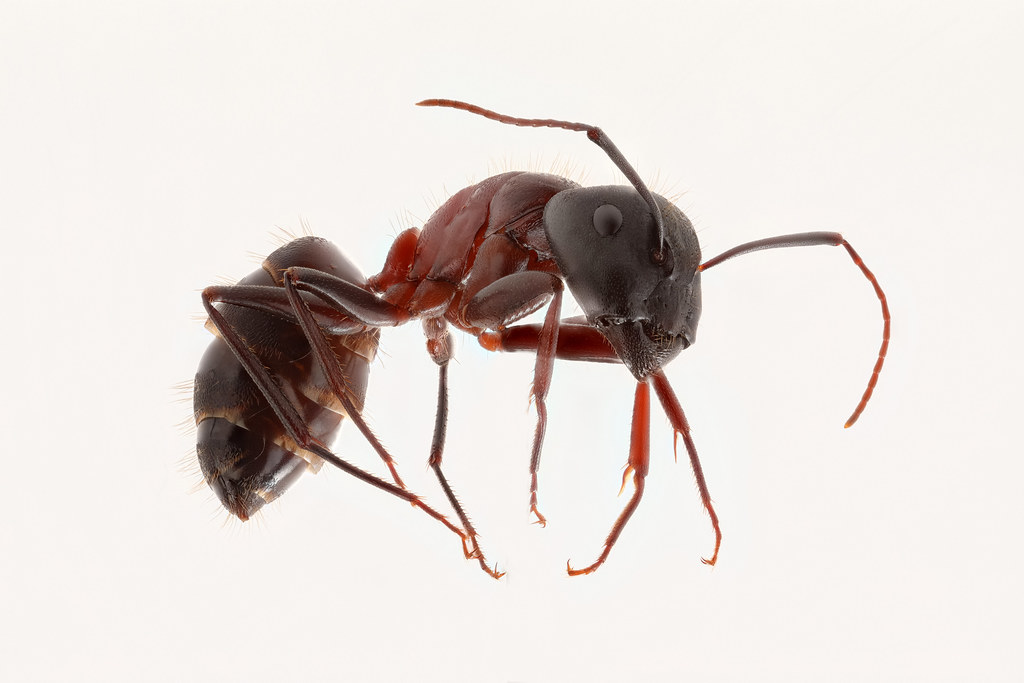 Sugar Ants Vs. Carpenter Ants