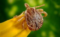 Ticks vs. Bed Bugs