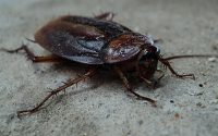 Water Bug vs. Cockroach