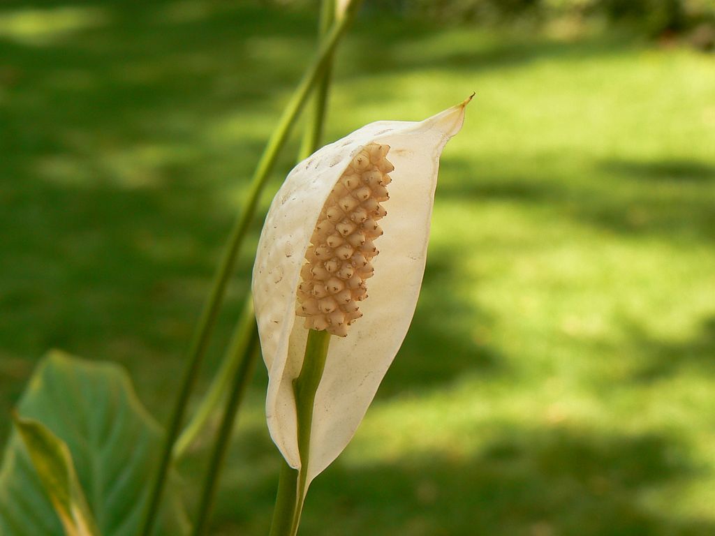 Peace lily (Spathiphyllum commutatum)