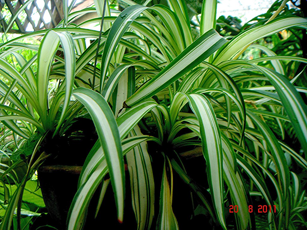 Spider plant (Chlorophytum comosum)